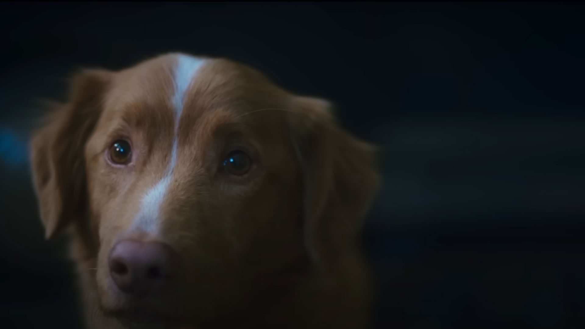 Good Boy