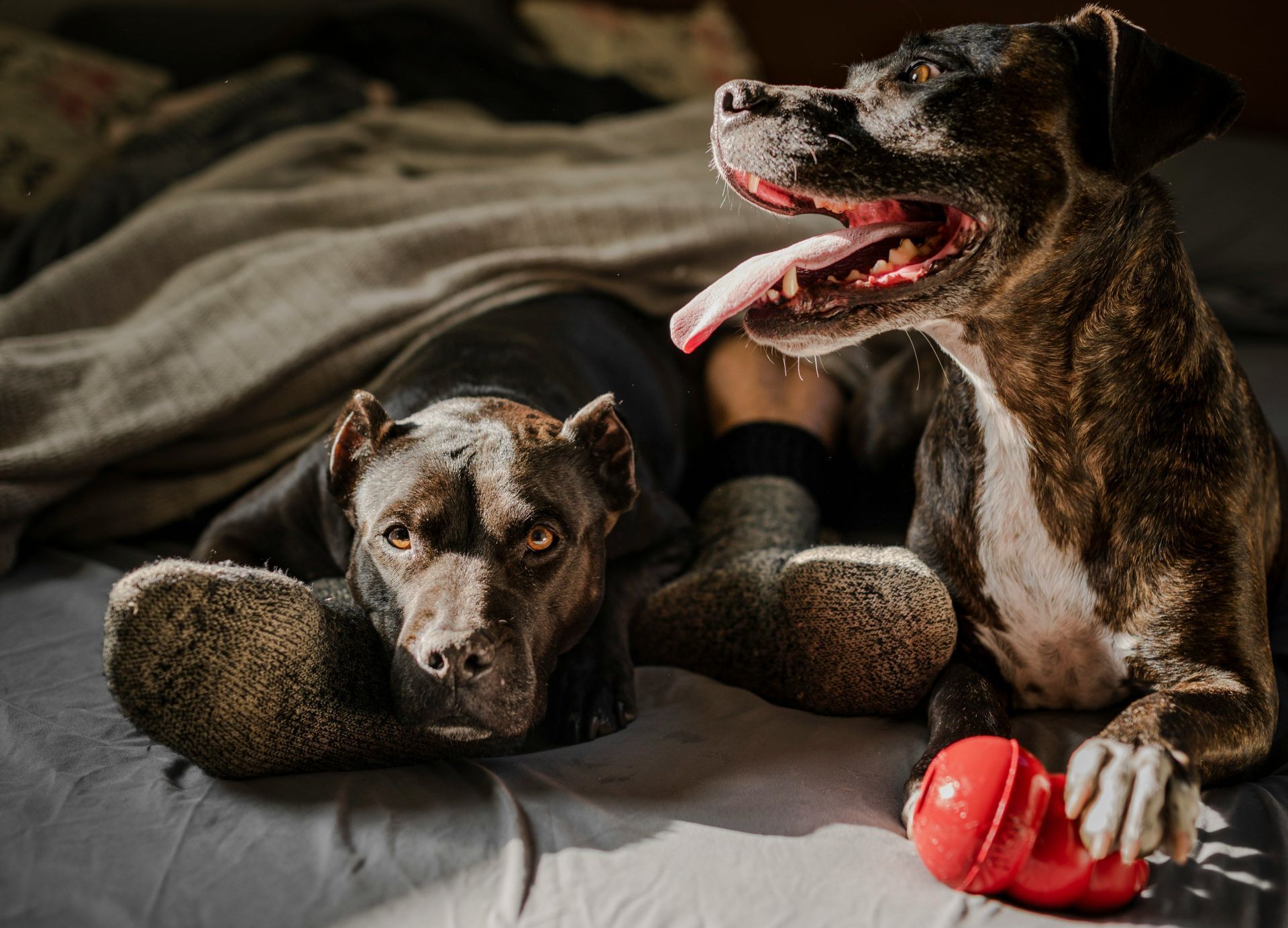 Detectives and investigators utilized cadaver dogs, radar, and forensic experts, but nothing was found (Image via Unsplash)