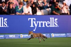 Fox runs around on the field and interrupts LS vs OI The Hundred 2025 Match [Watch]
