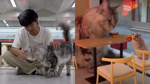 Who is Xing's World? YouTuber goes viral for building a town with McDonald's for his cats