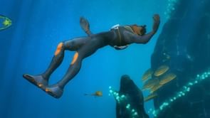 How to get the Stalker Teeth in Subnautica