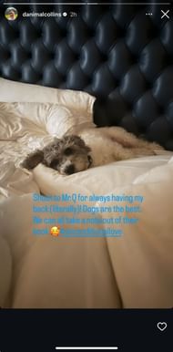 Collins' Instagram Story featuring her pet Labradoodle, Quincy (Source: Instagram/danimalcollins)