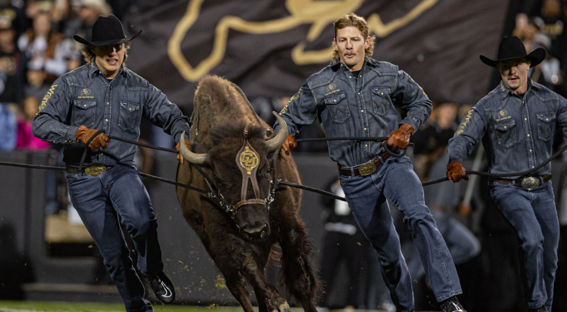 Buffalo Ralphie VI (Credit-X/CUBuffs)