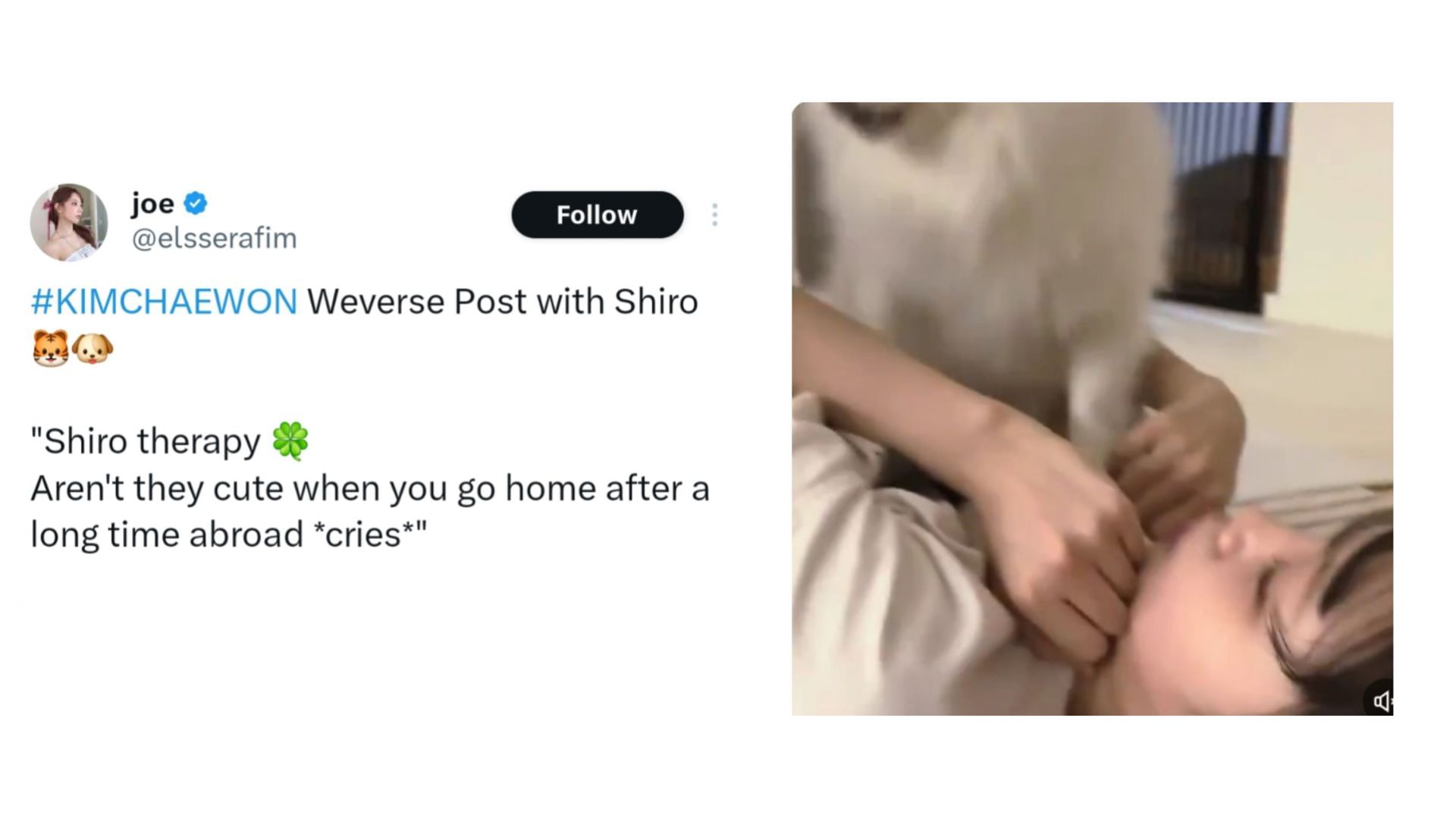 Kim Chae-won with her pet, Shiro (Image via X/@elsserafim)