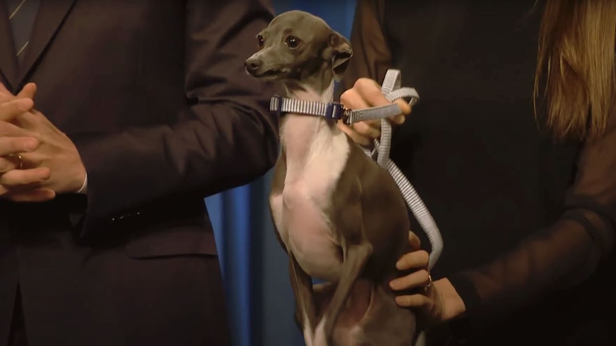 Seth Meyers mourns loss of his dog Frisbee as stars share heartfelt tributes