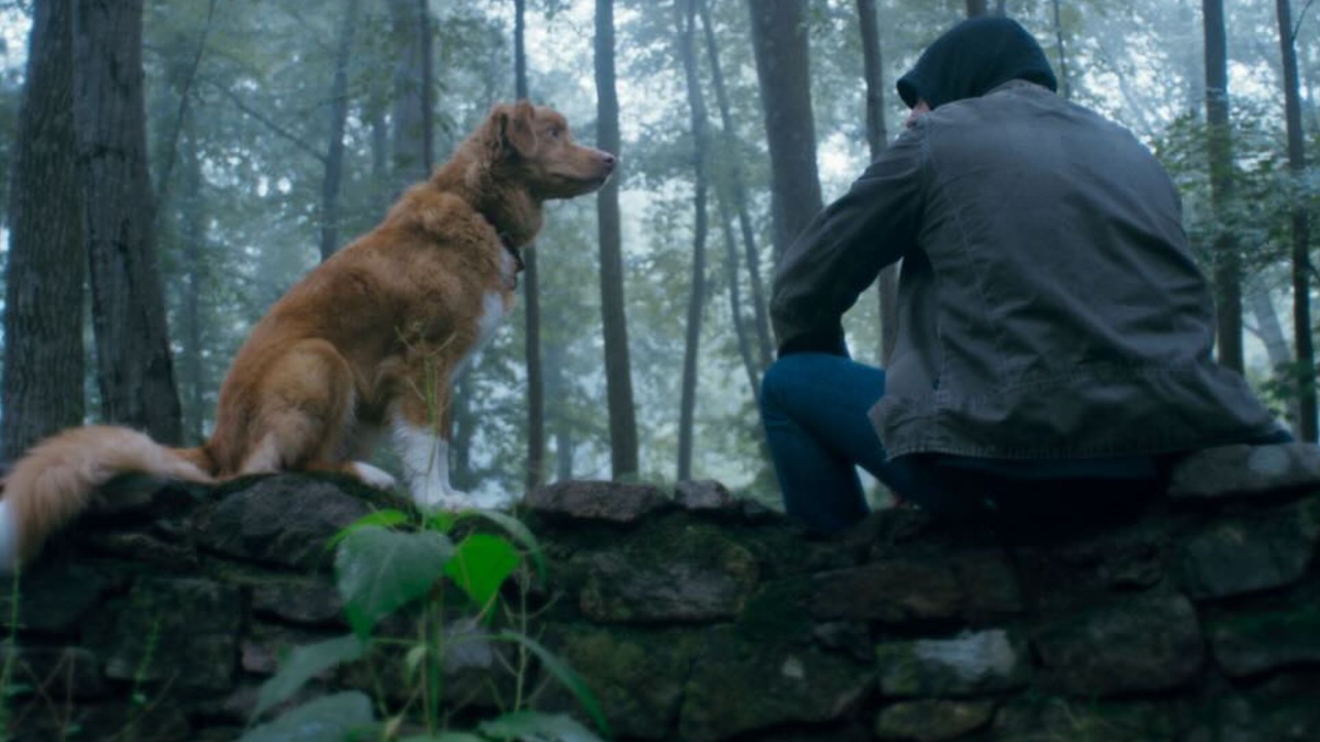 Good Boy (Image via IFC Films)