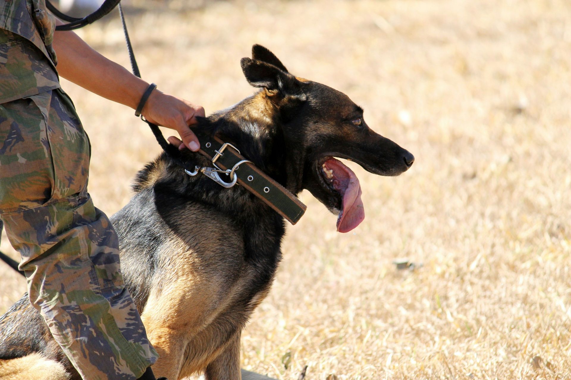 A K-9 alert drew attention to a band&rsquo;s van during the search. (Image via Unsplash)