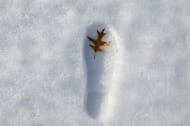 Investigators found shoeprints in the snow around the house. (Image via Upsplash)