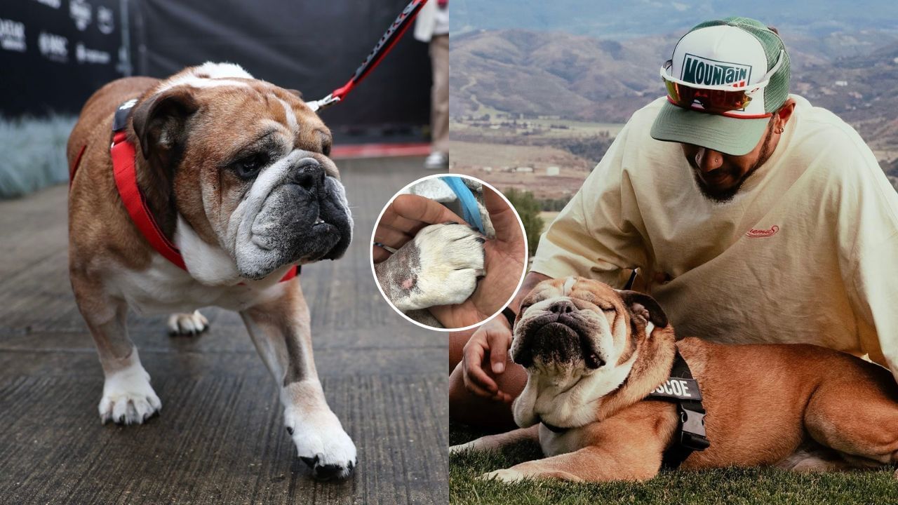 Tributes pour in as Lewis Hamilton announces death of dog Roscoe [Images via Getty &amp; Instagram/@lewishamilton]