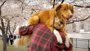 When will Good Boy (2025) premiere? Release date, cast details, first look, and more
