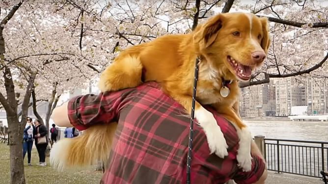 When will Good Boy (2025) premiere? Release date, cast details, first look, and more
