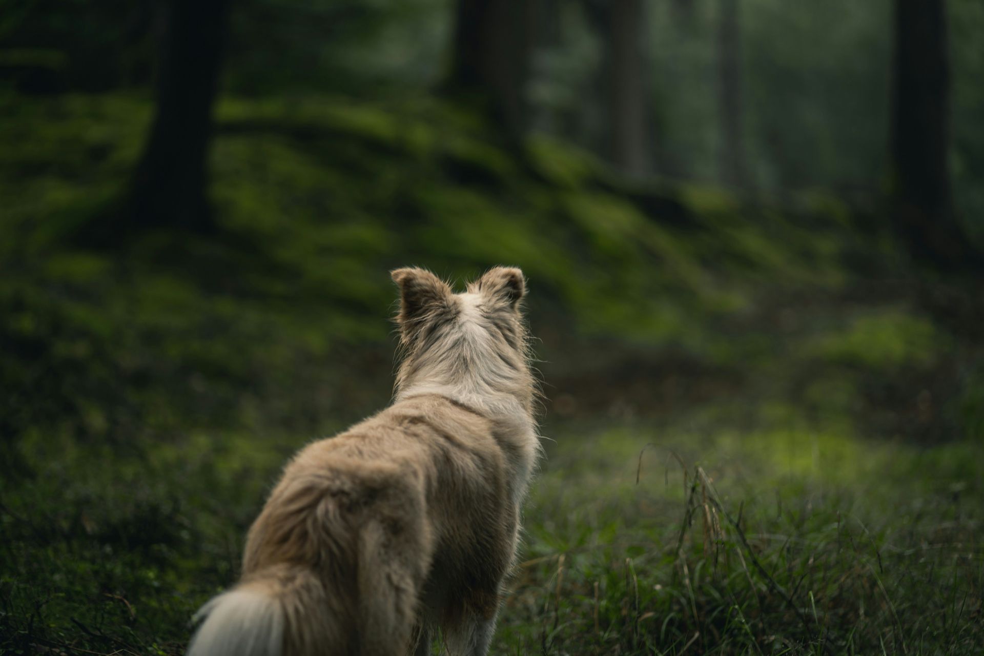 Richardson left home to look for a missing dog before she disappeared. (Image via Unsplash)