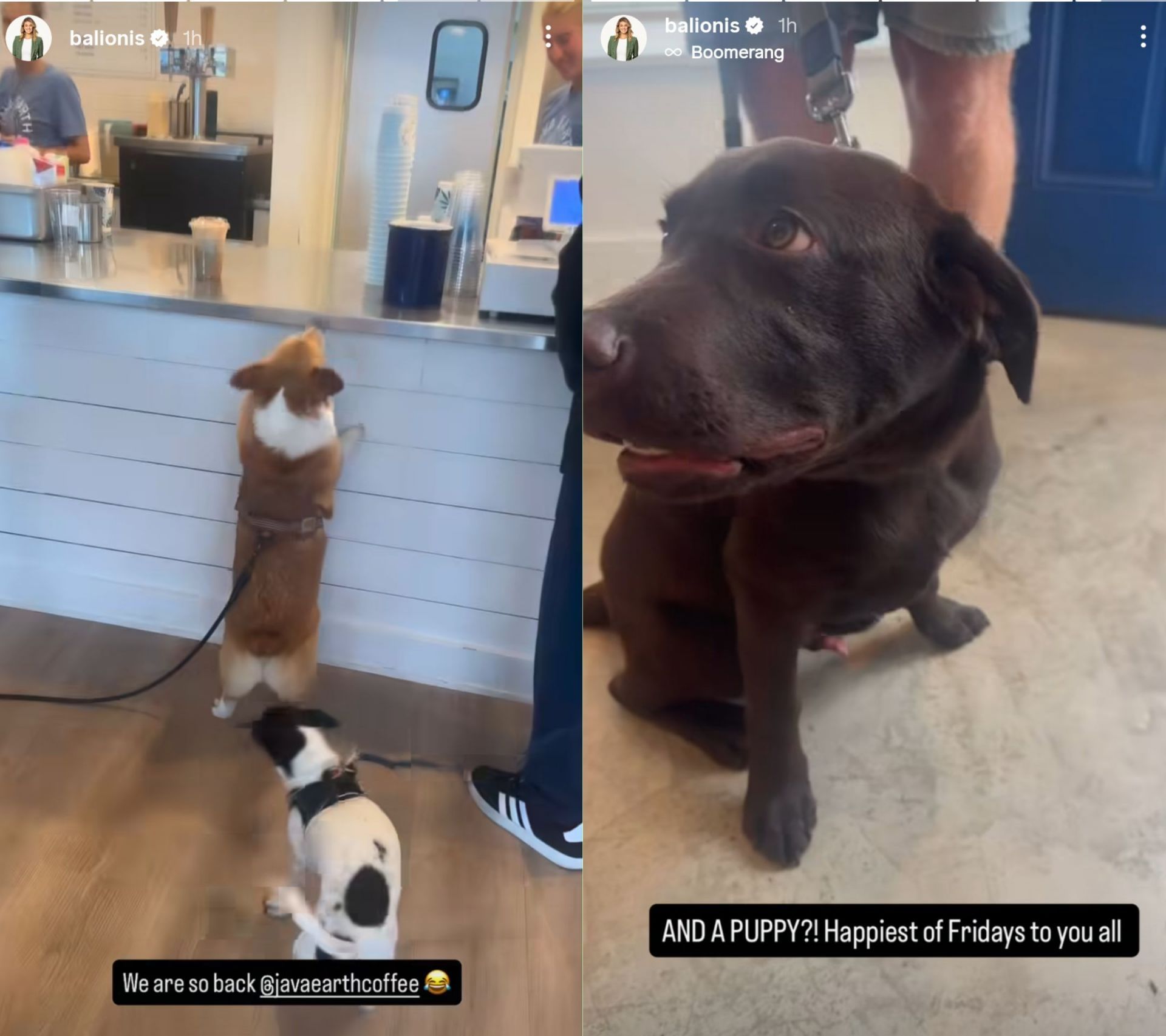 Stills from Amanda Balionis&#039; Instagram stories - Source- via @balionis on Instagram