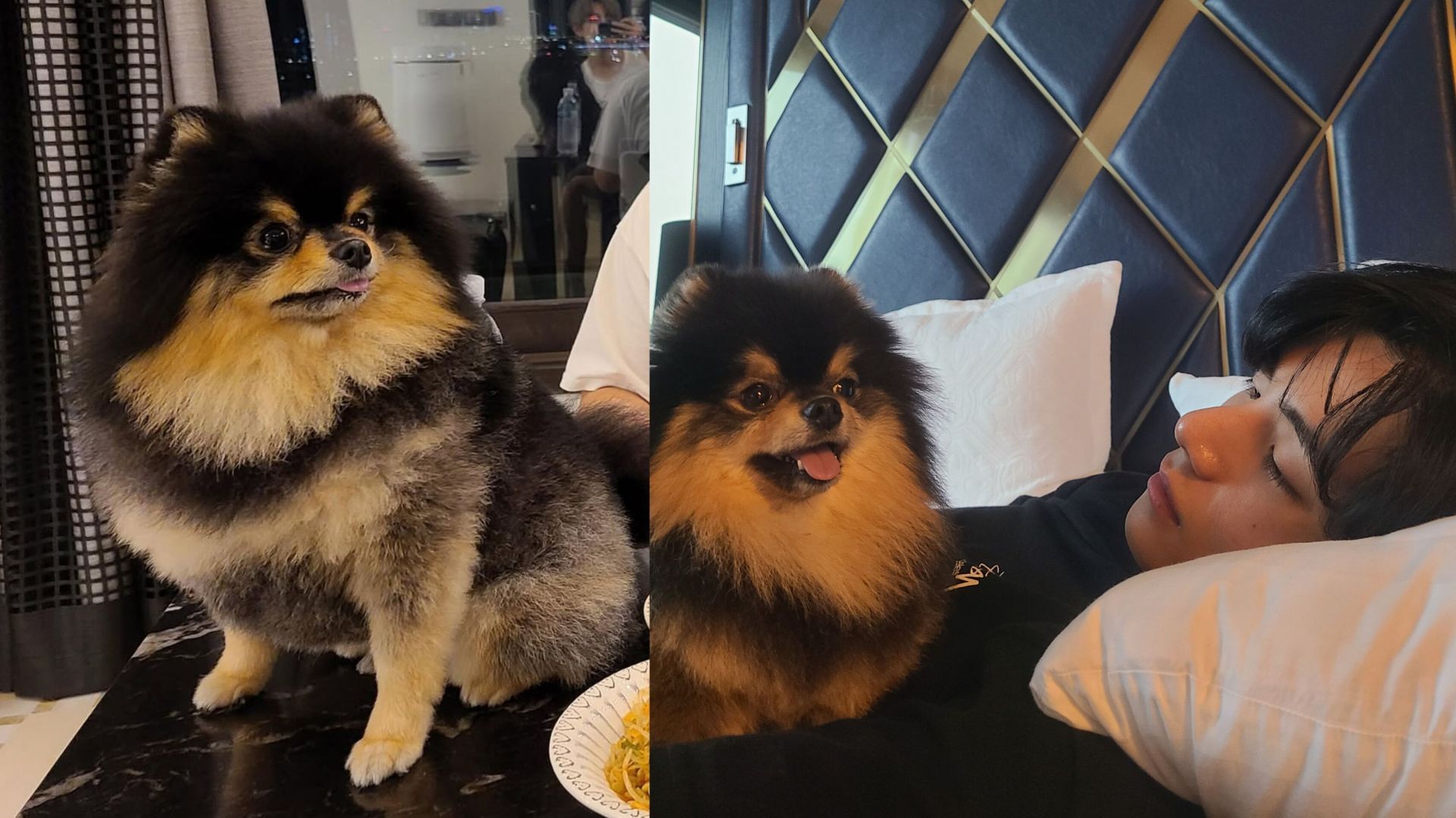 "Forever with Yeontan" trends as fans remember BTS' Taehyung's late pomeranian on his birthday