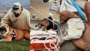 F1's governing body FIA reacts as Lewis Hamilton announces death of pet dog Roscoe