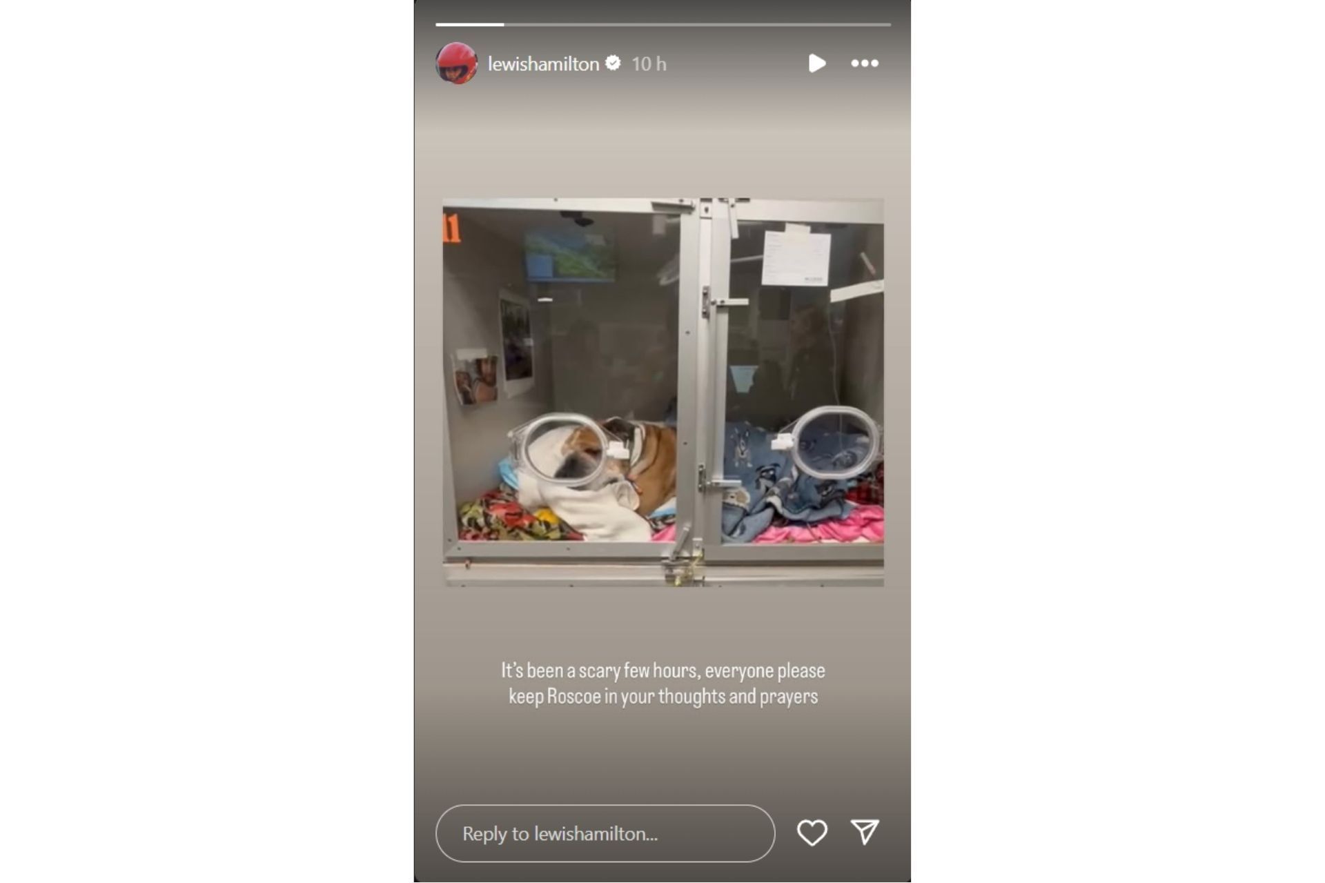 Lewis Hamilton shares critical health update on Roscoe (@lewishamilton on Instagram)