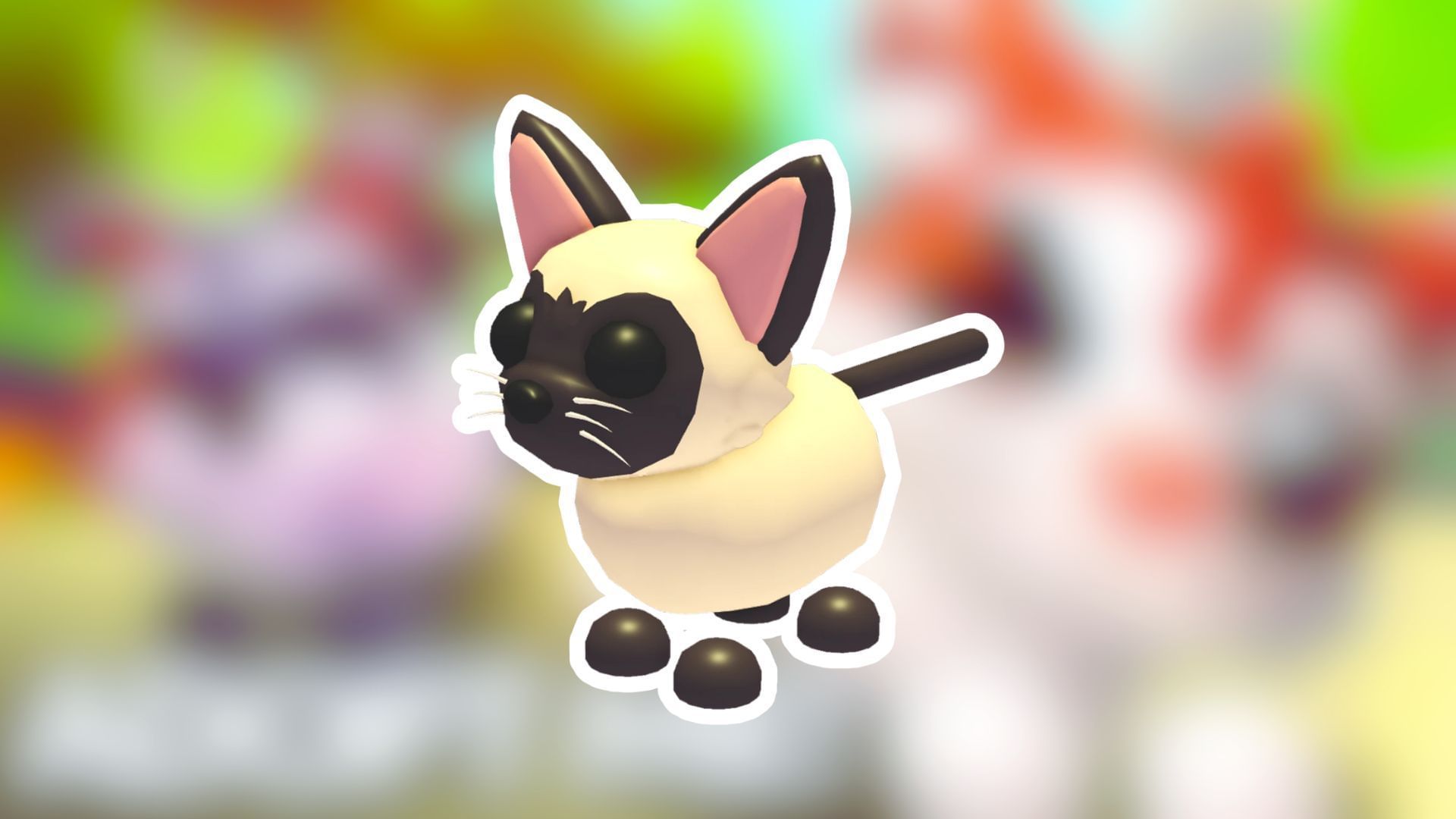 Siamese Cat
