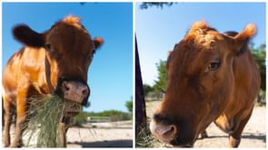 Why has Winnie the cow gone viral on Twitch? Streamers can't get enough of Alveus Sanctuary's rising star mooing at live cams for treats