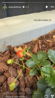 Screenshot of story (IG/@ariarnetitmus_)