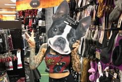 Star will pay anything to get back prized possession from WWE