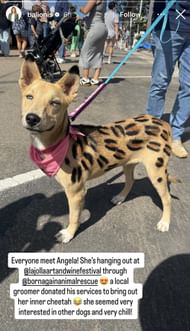 Image via Balionis’ Instagram story _ Source: Instagram/@balionis