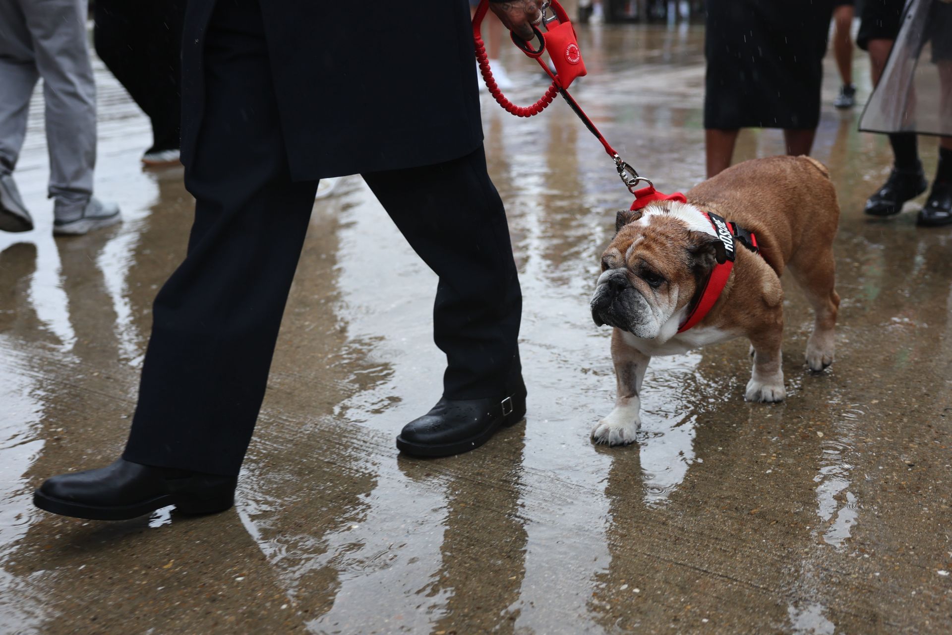 Roscoe walking with Lewis Hamilton at the F1 British Grand Prix 2025 race weekend - Source: Getty