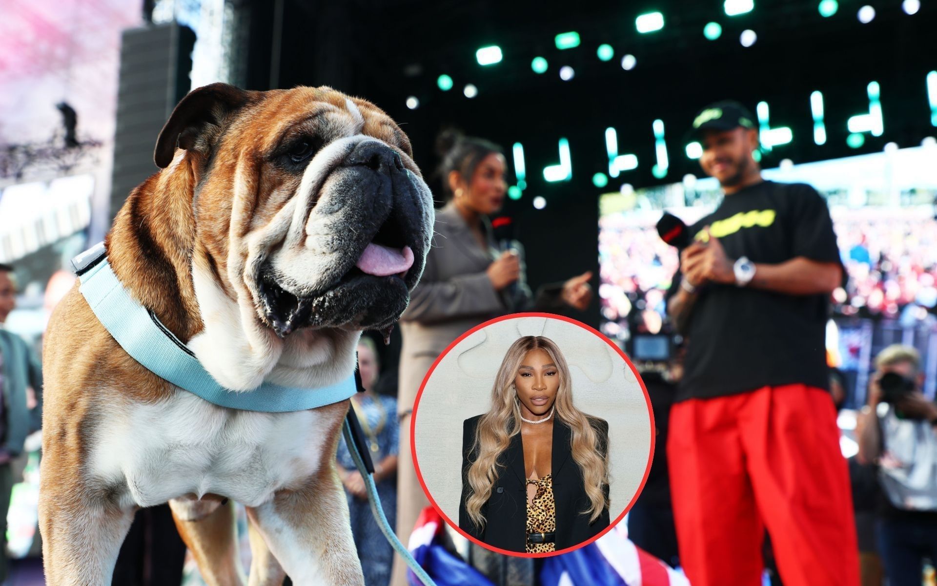 Roscoe, Serena Williams, and Lewis Hamilton