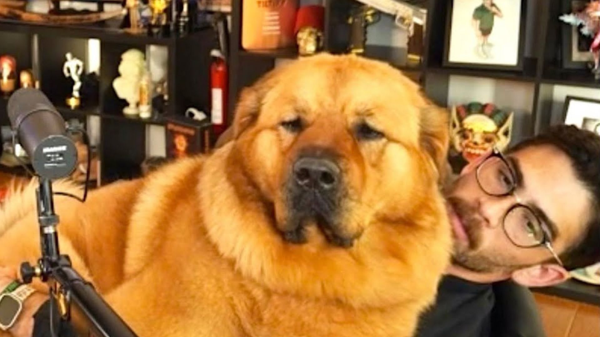 Netizens have accused HasanAbi of abusing his dog, Kaya (Image via HasanAbi Reacts/YouTube)  
