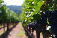 Vineyard rows in Napa Valley, where the 2015 meeting and pursuit occurred (Image via Unsplash)