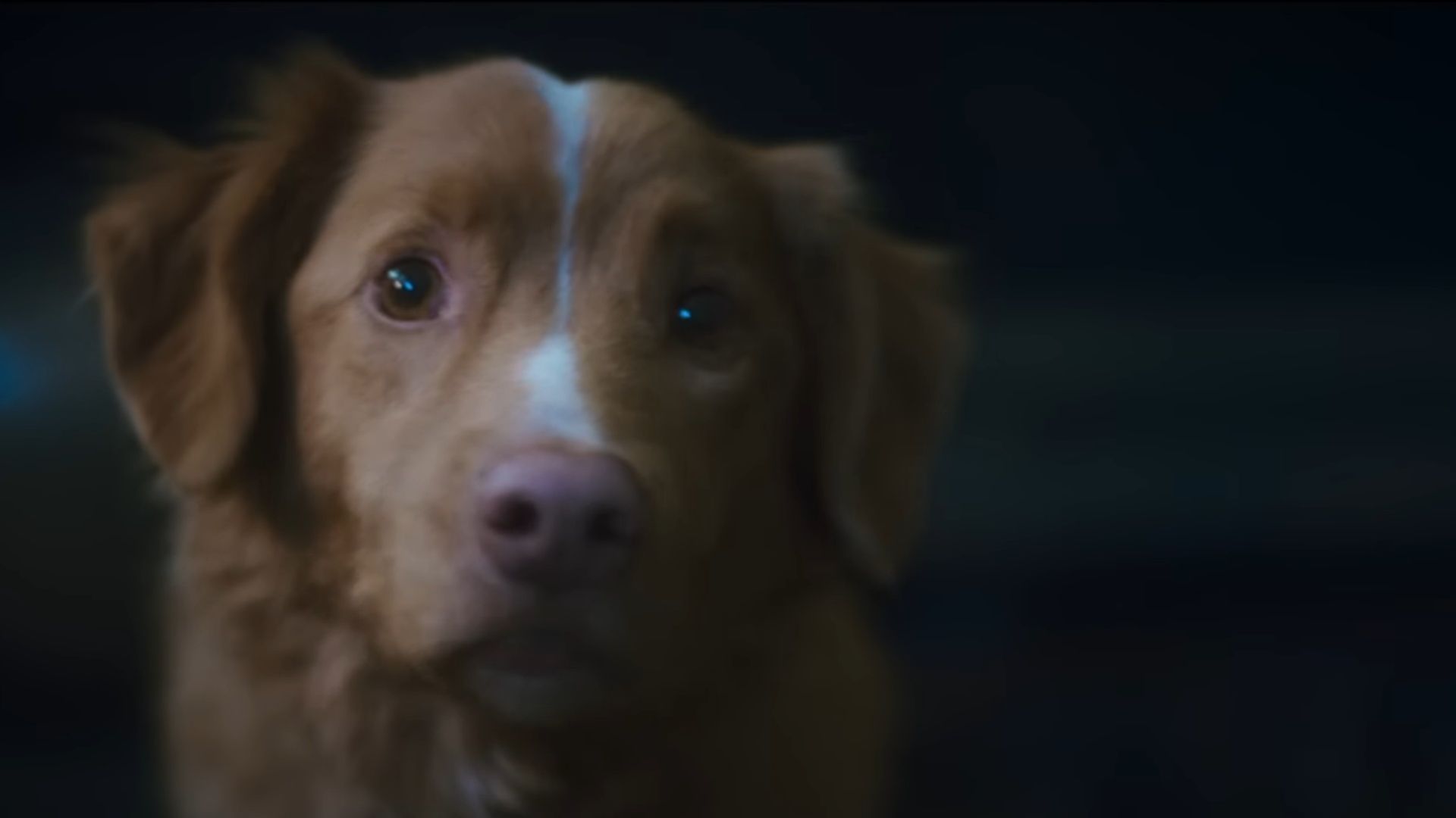 Close-up image of Indy, a Nova Scotia Duck Tolling Retriever from Good Boy (2025), looking forward with expressive eyes against a dark blurred background.