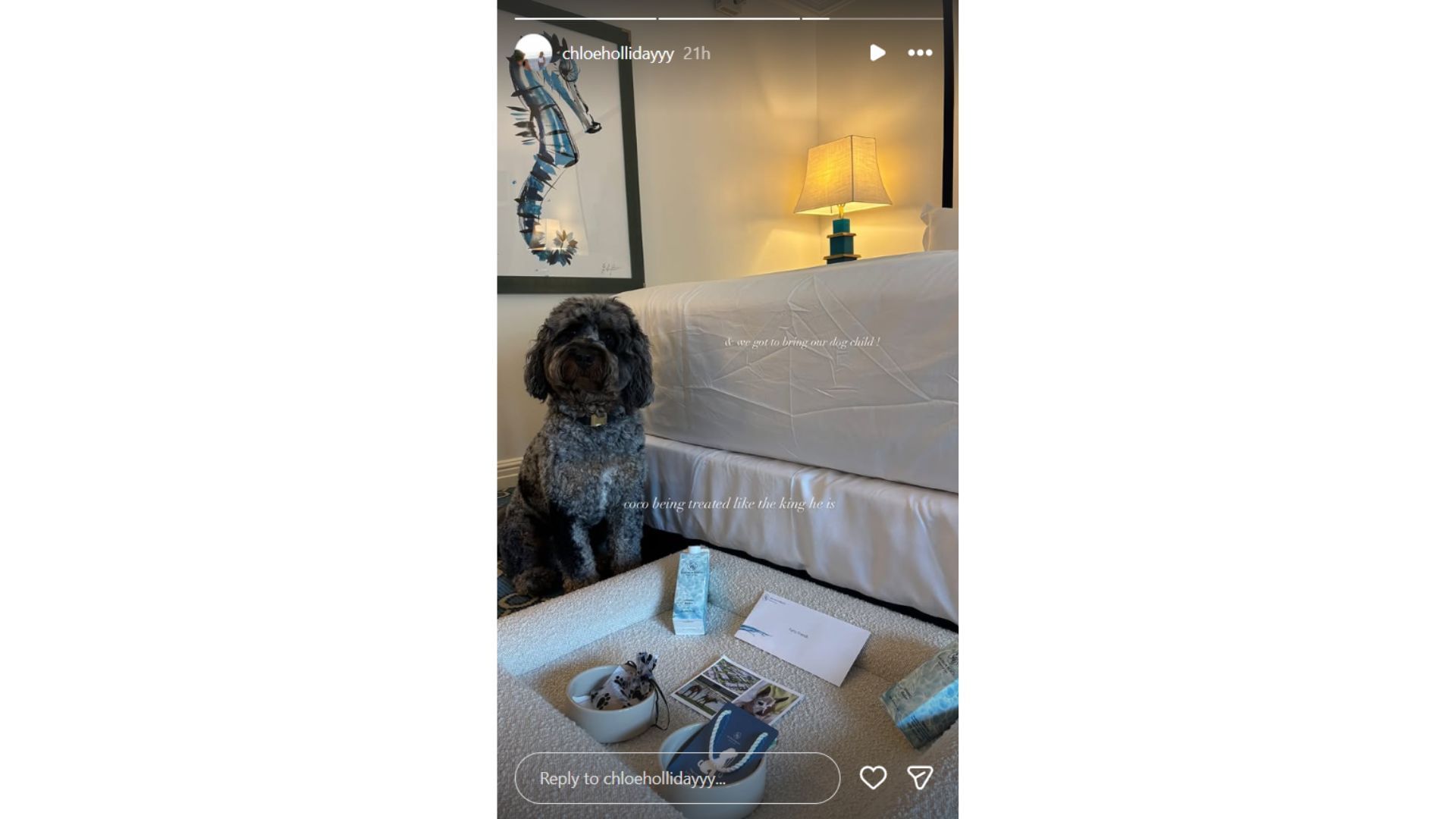 Chloe Holliday&#039;s Instagram story featuring their pet dog Coconut (Source: Instagram @chloehollidayyy)