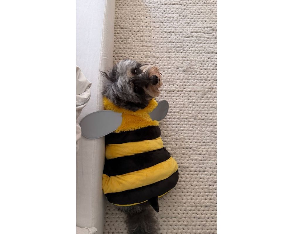 Justin Herbert&#039;s GF Madison Beer nails Halloween by styling up her pet dog Presley as Bumblebee [IG/@madisionbeer]