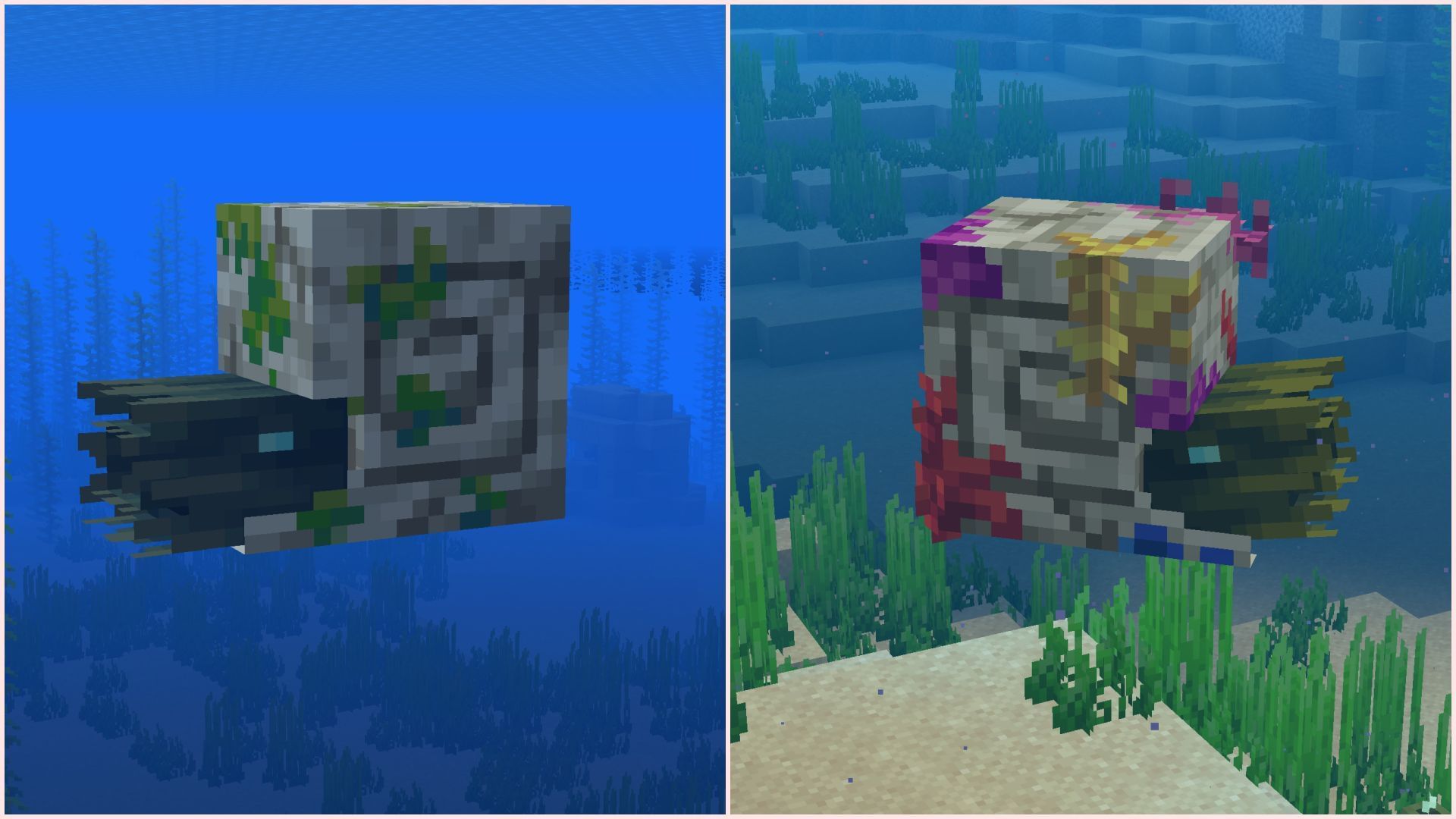 Difference between regular and coral zombie nautilus (Image via Sportskeeda Gaming || Mojang Studios)