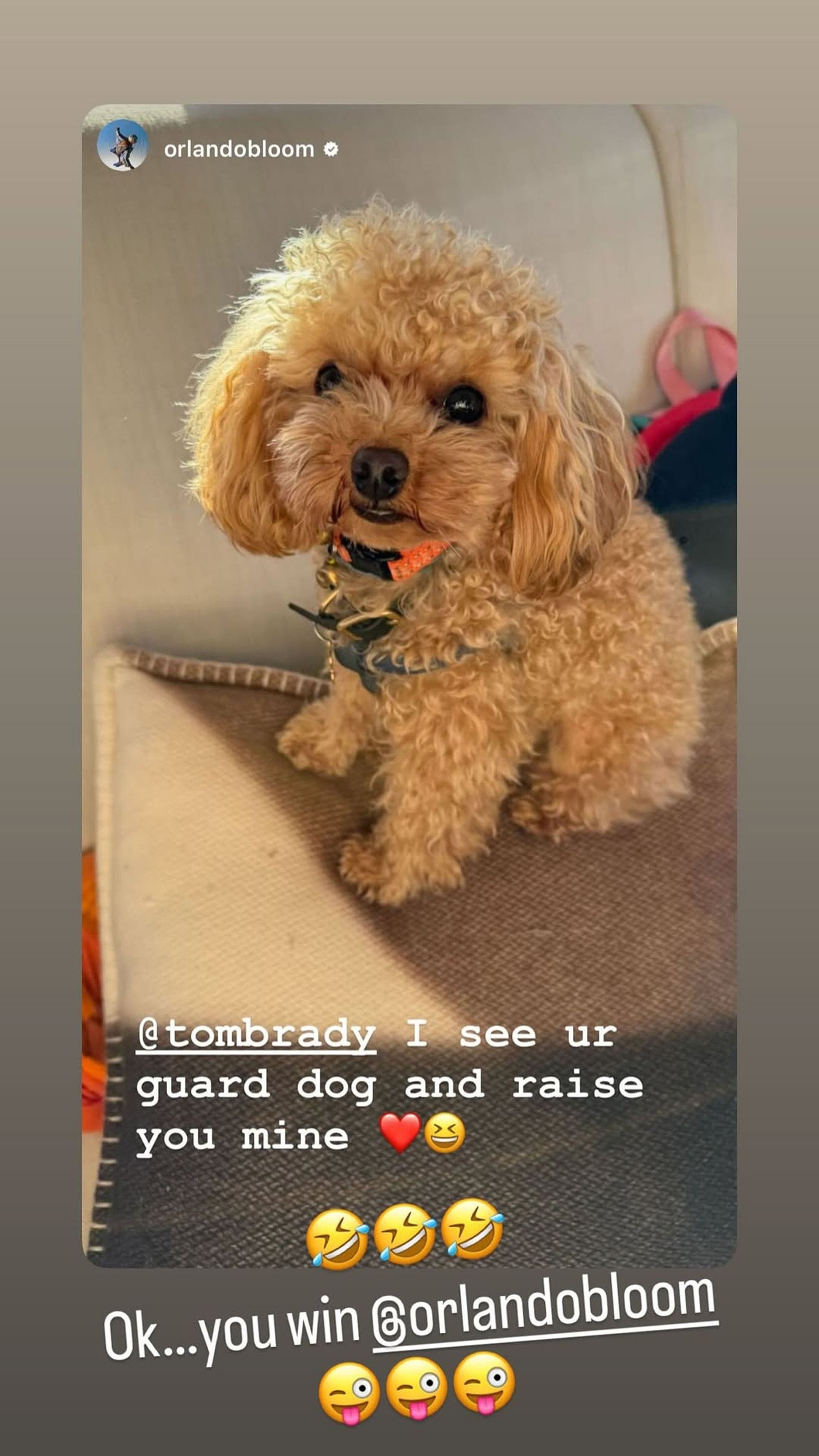 Tom Brady accepts loss on behalf of infamous clone dog Junie to $40,000,000 worth British actor&rsquo;s Toy Poodle