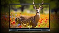 The HP Spectre x360 has a great OLED display (Image via HP)