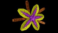 Suncrest Orchid (Image via Roblox || Grow a Garden wiki)