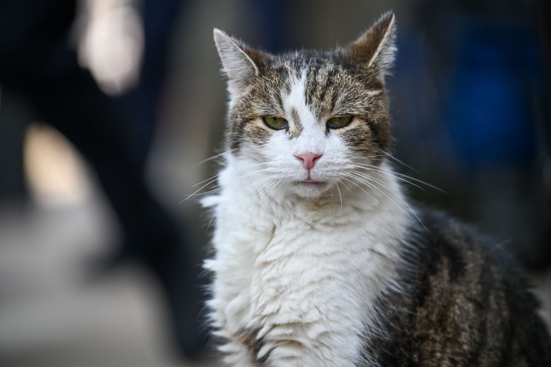 Who is Larry the Cat? Chief Mouser to the Cabinet Office says he is going to stop learning the names of UK prime ministers as Keir Starmer resigns 