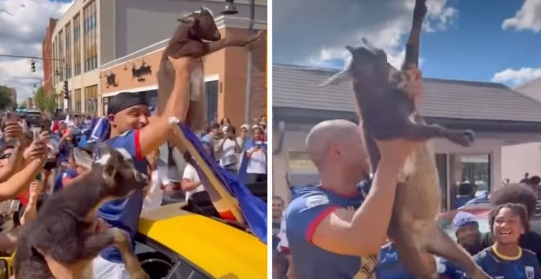 Cabo Verde fans take over the streets with goats after holding Spain to draw in their FIFA World Cup debut, video goes viral