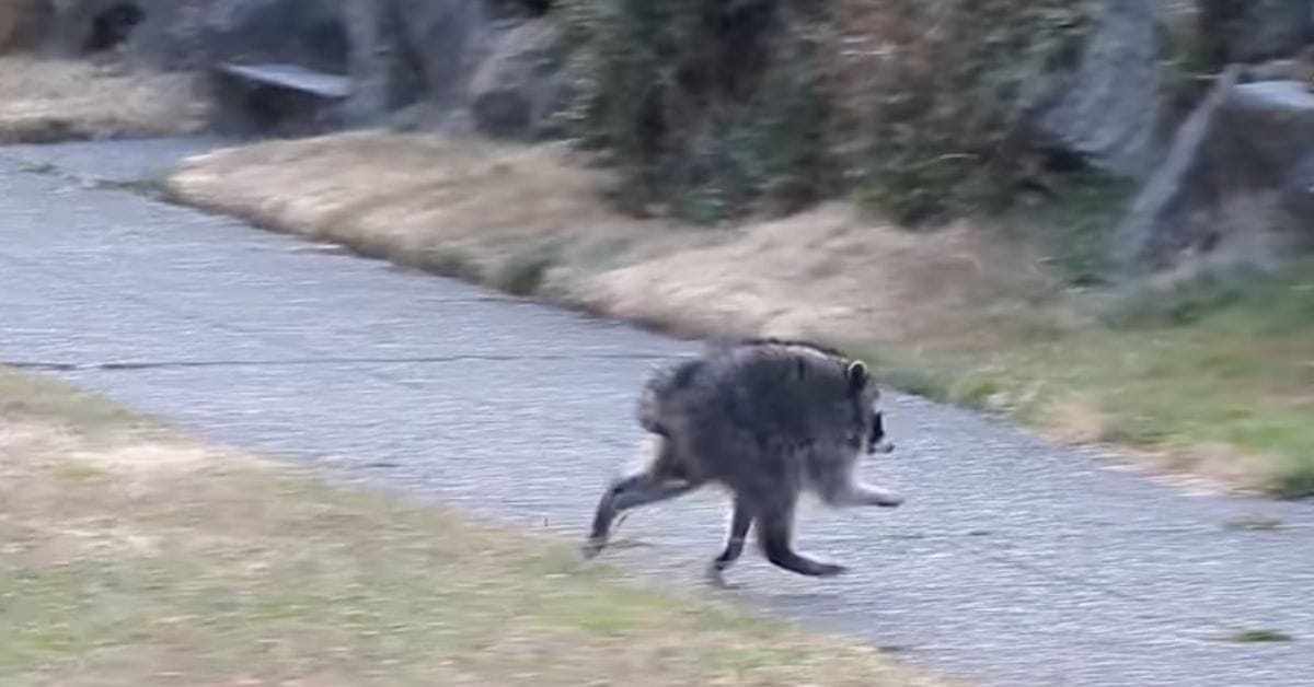 Why is Jimothy the raccoon going viral? Details explored after unusual