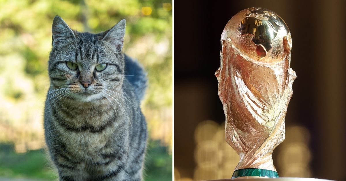 "I used to have a cat called Bob" - British pundit finds bizarre connection between FIFA World Cup star and his missing cat 
