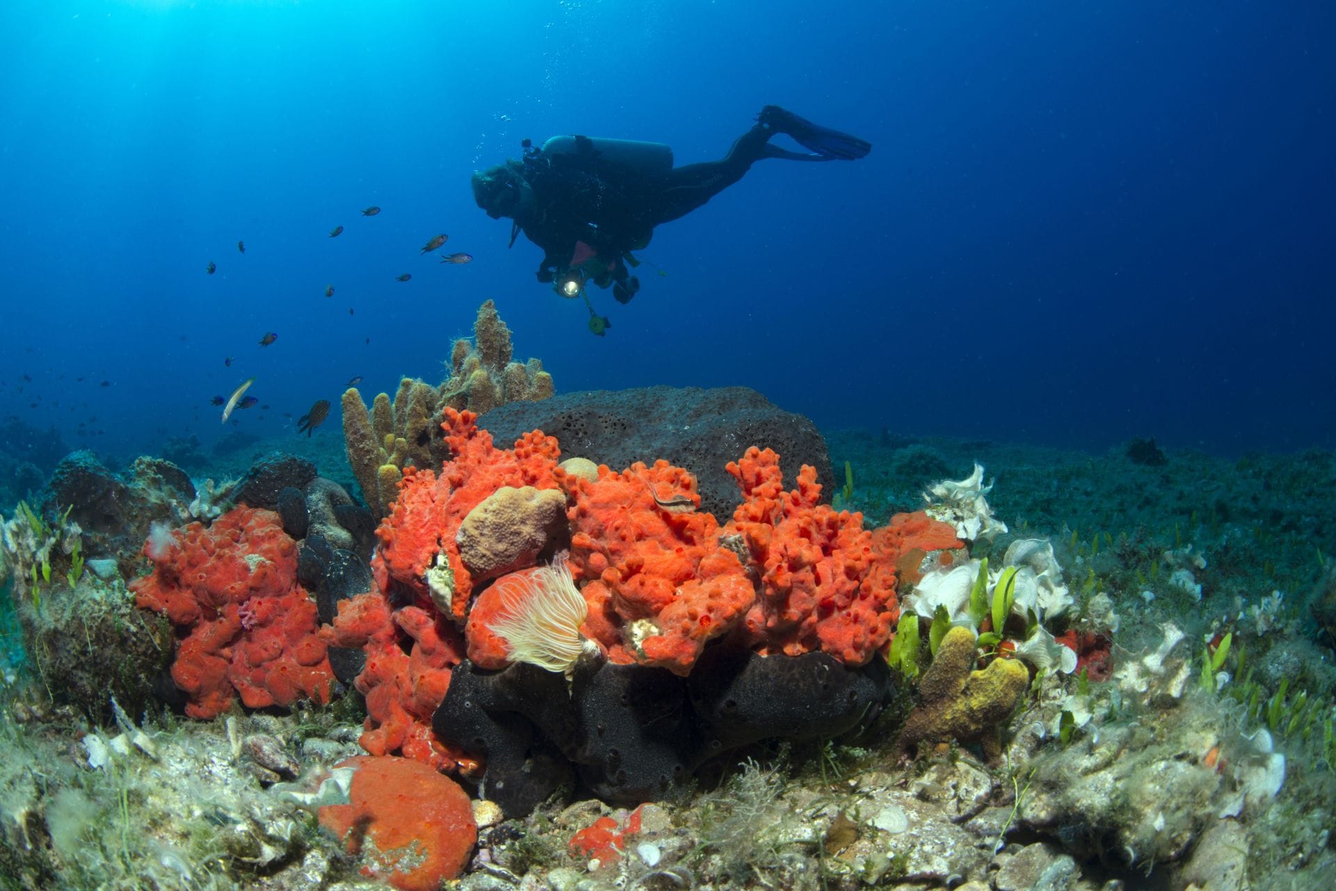 5 best places for scuba diving in India