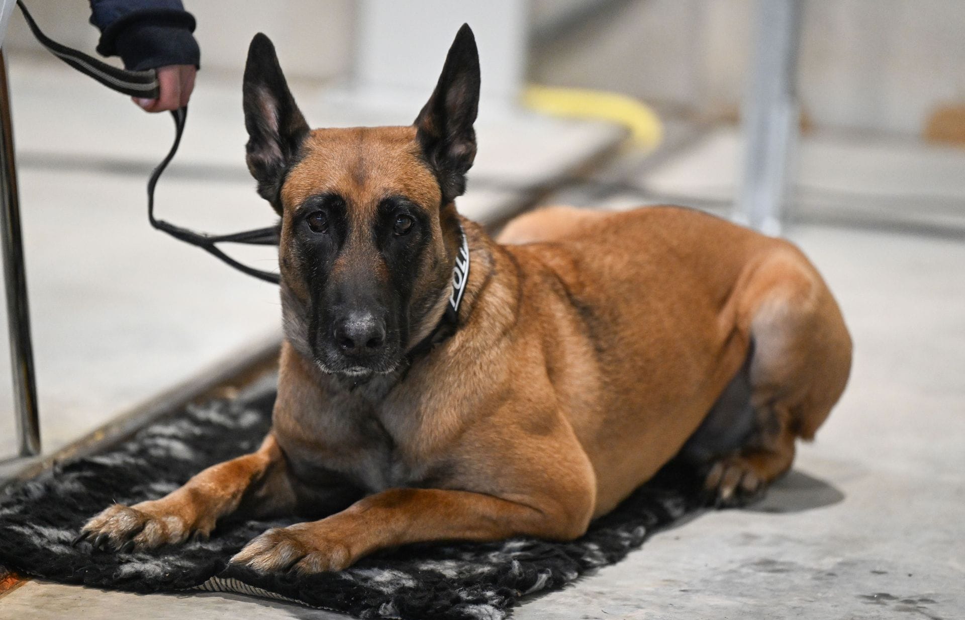 Who is Chungseong, the dog? All about South Korea's heroic viral dog as he joins a new family after retirement