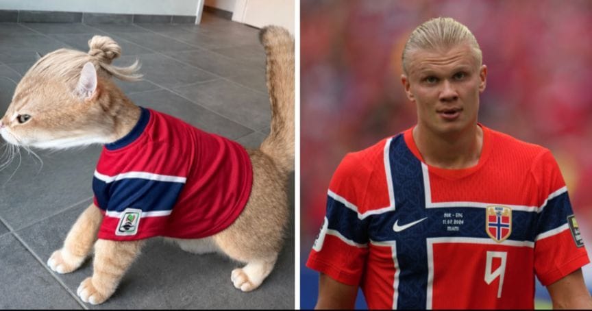 Erling Haaland reacts with 2-word comment after image of his cat lookalike goes viral online with over 1 million likes