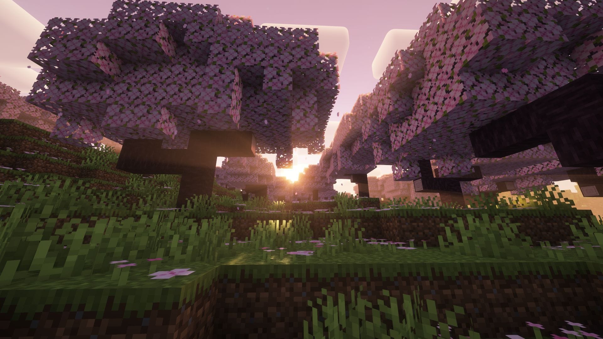 Here are some of the best Cherry Grove seeds out there (Image via Mojang Studios || Sportskeeda)