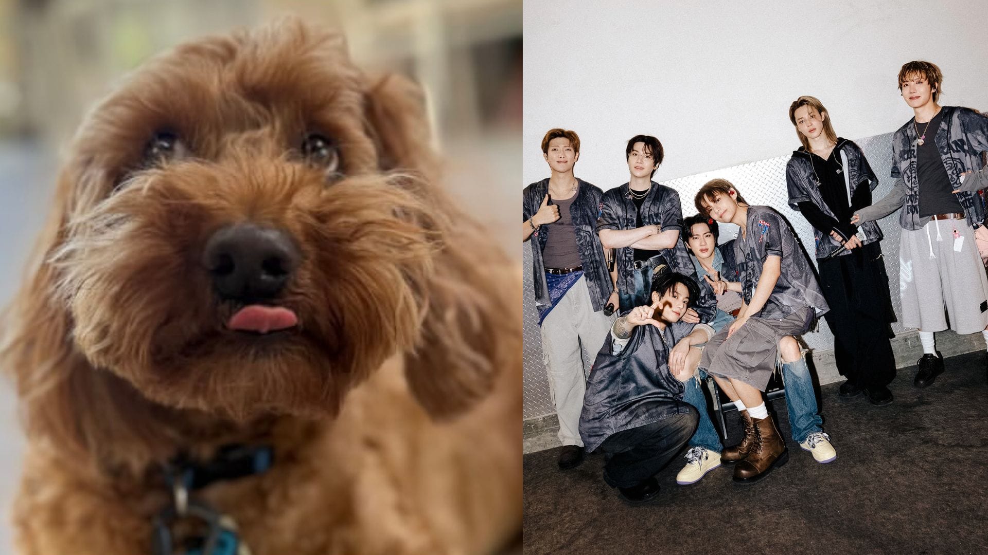 "This is DEVASTATING" - Fans emotional as BTS tour Goldendoodle Stoney Blue will miss the LATAM leg