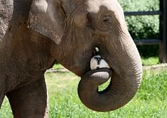 Citta the elephant predicts Polish win over Russia