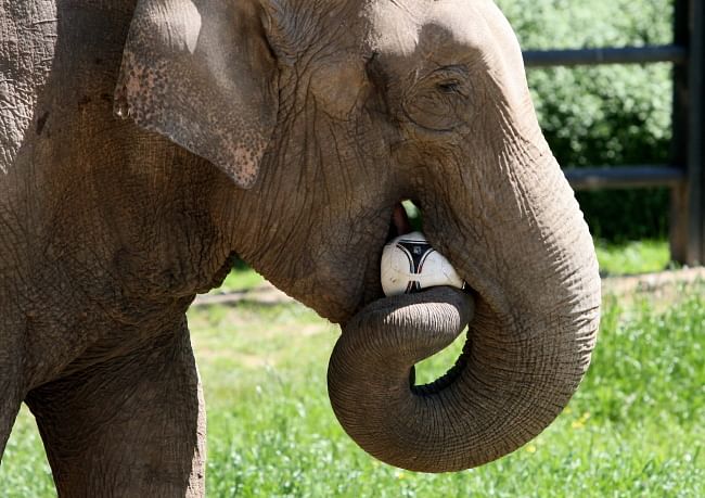 Citta the elephant predicts Polish win over Russia