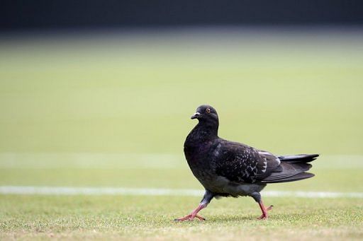 Pigeons can strut safely at the Olympics, as no pigeon shooting is in the programme