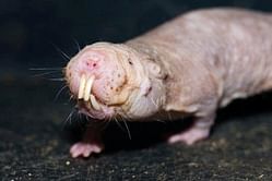 Luis Suarez’s New Pet