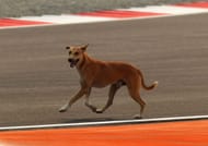 F1 Grand Prix Of India - Practice